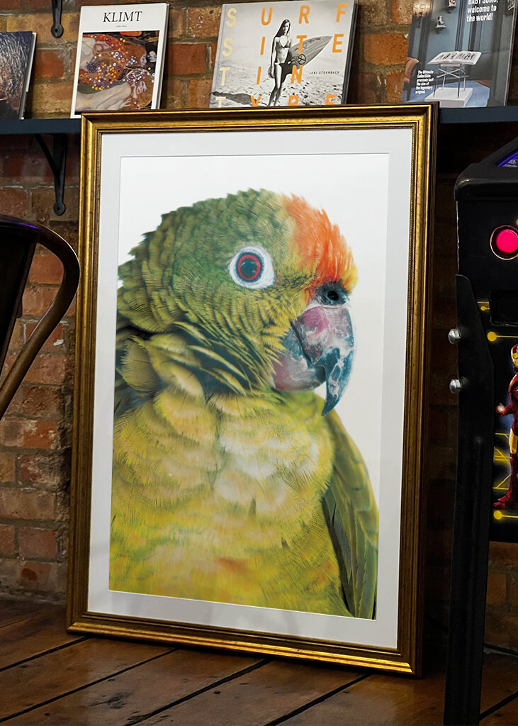 Vibrant Parrot Glance