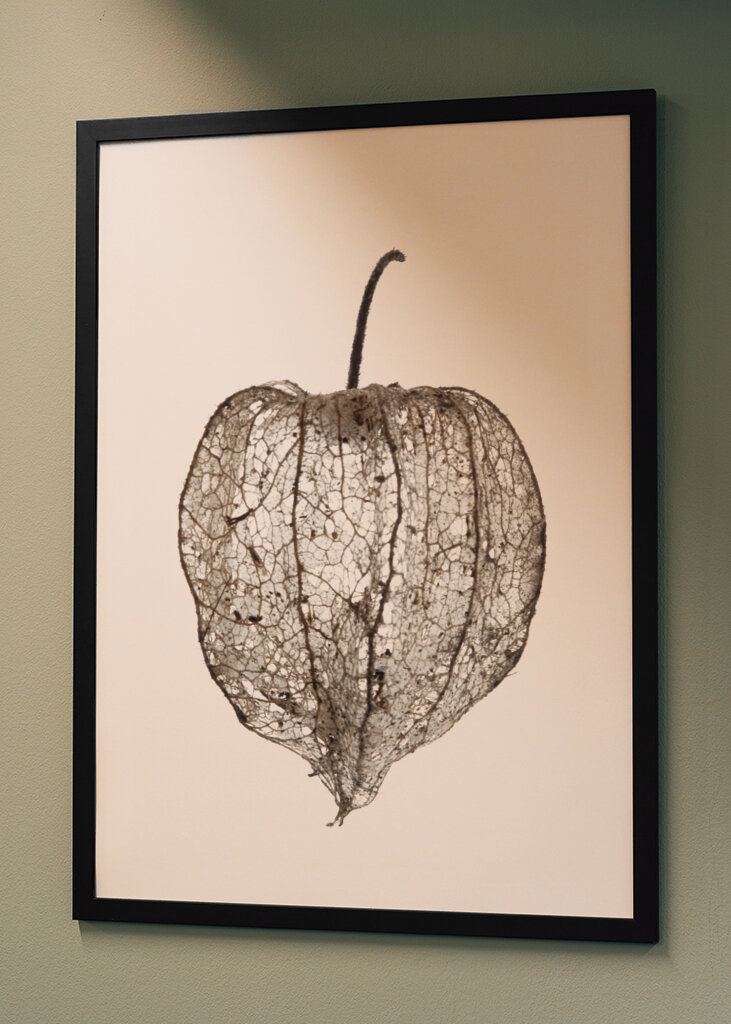 Fragile Nature's Veil