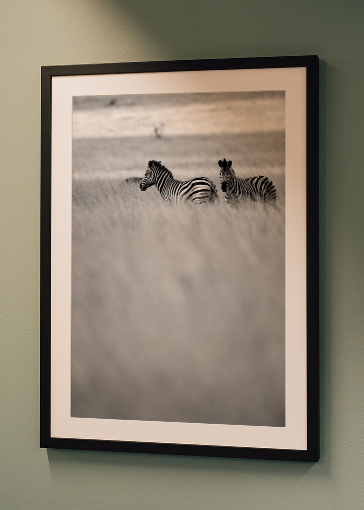Zebras in the Mist