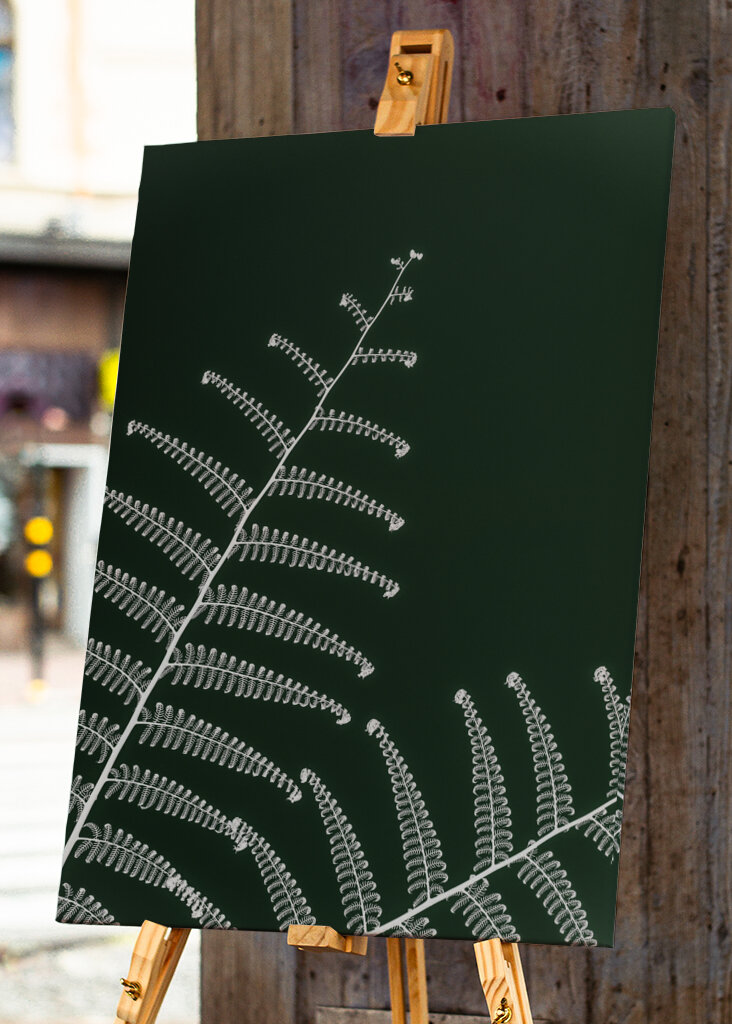 Fern's Gentle Curve