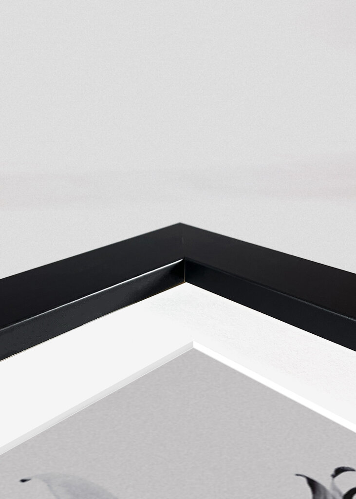 Large Tropical Leaves