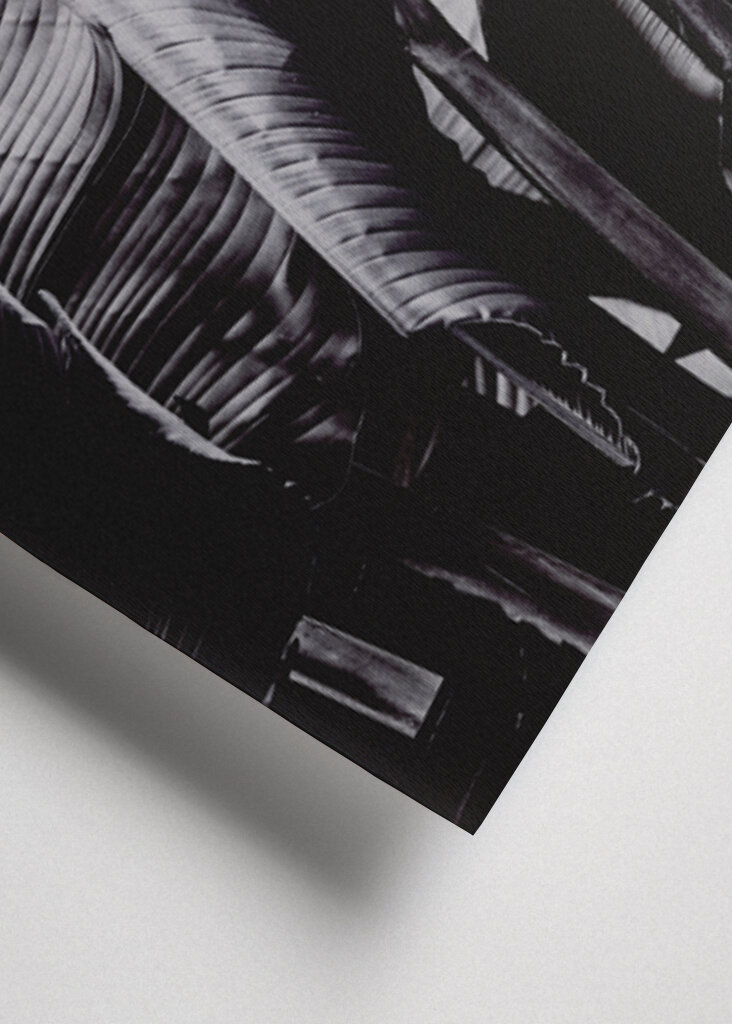 Large Tropical Leaves