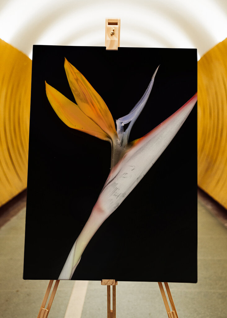 Bird of Paradise