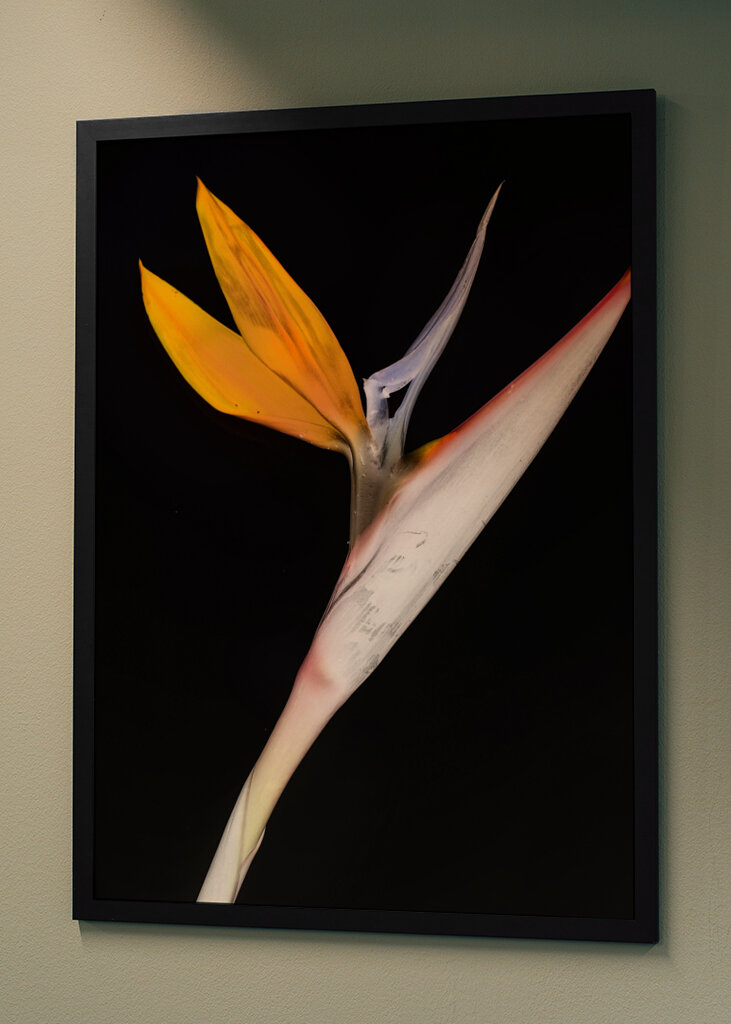 Bird of Paradise