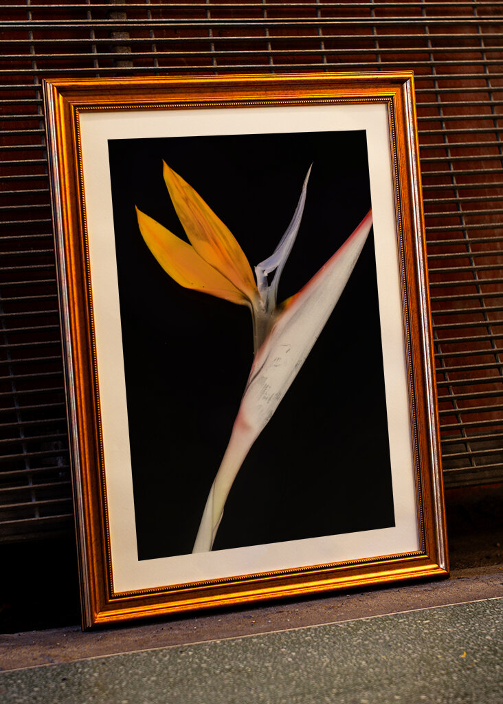 Bird of Paradise