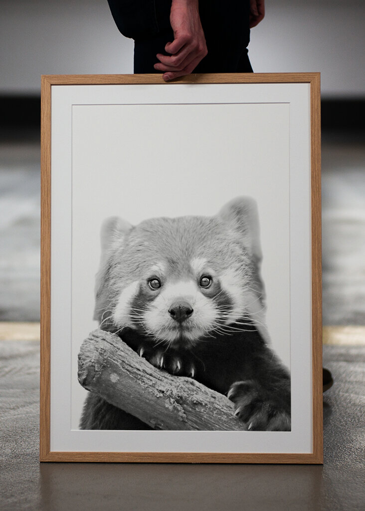 Red Panda