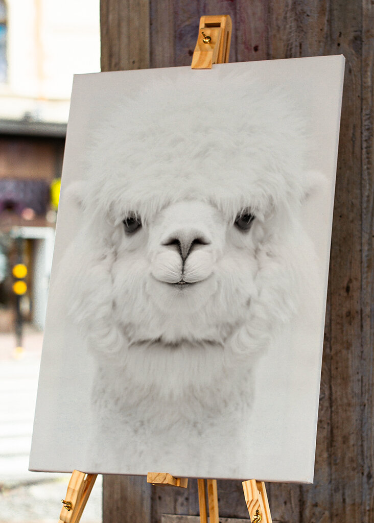Smiling Alpaca