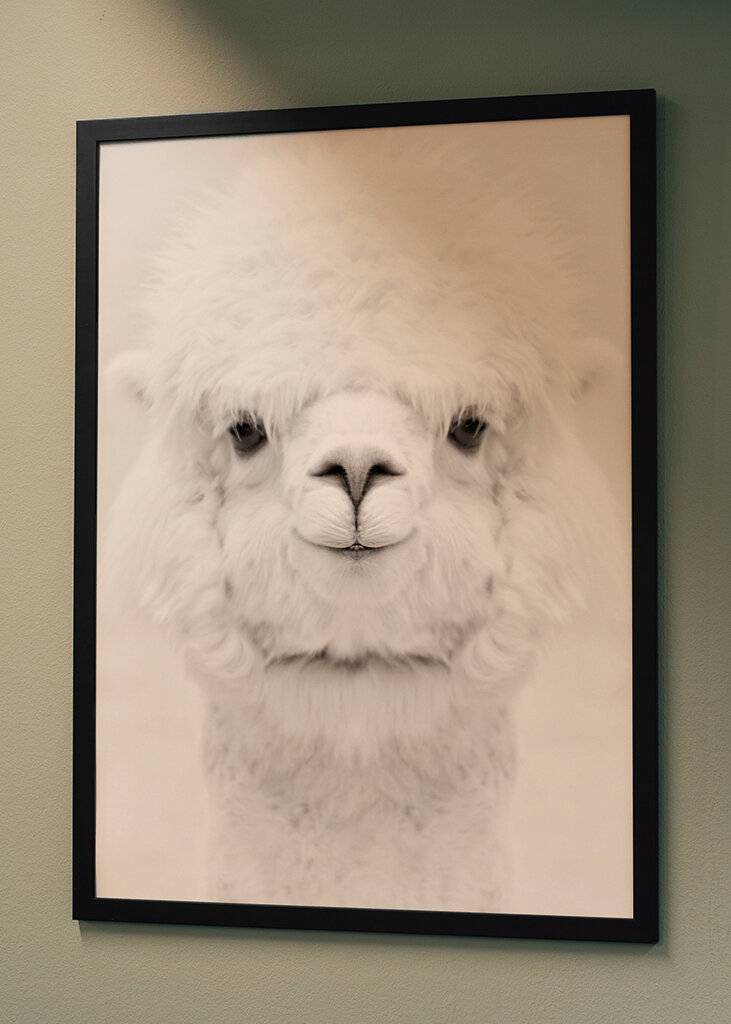 Smiling Alpaca