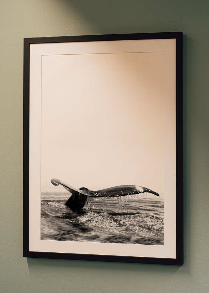 Whale Song Deep Dive