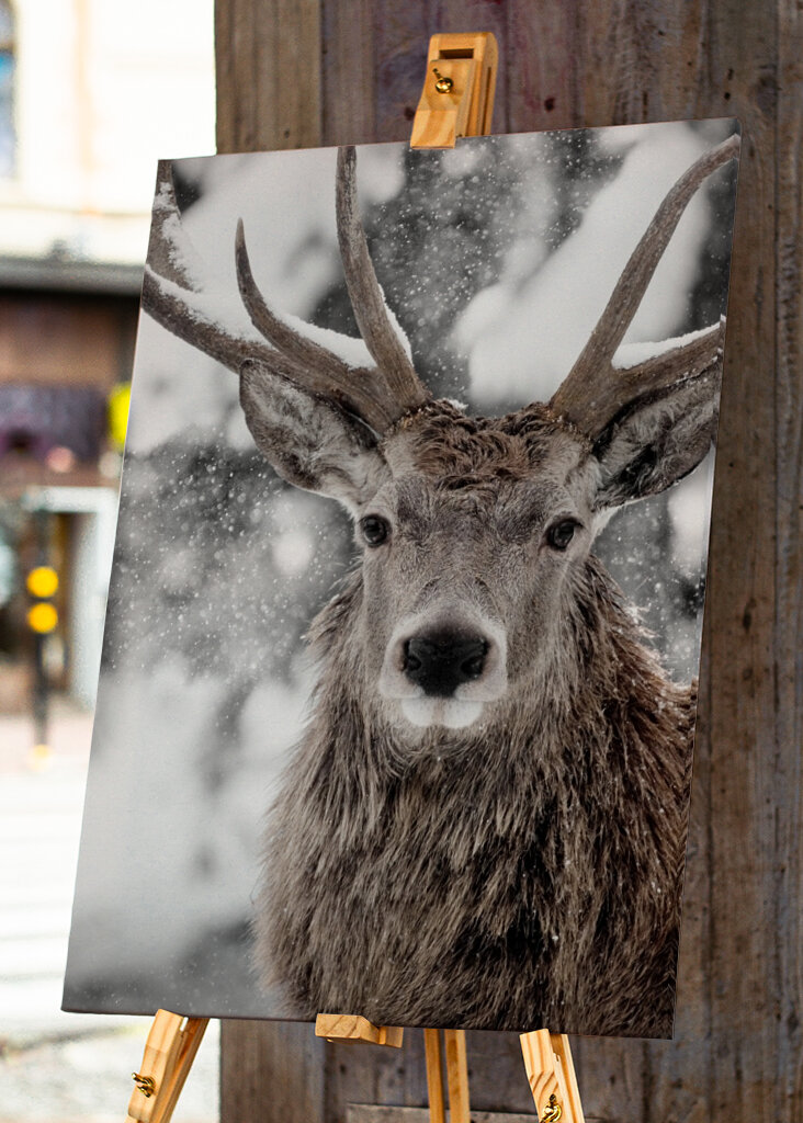 Winter Stag