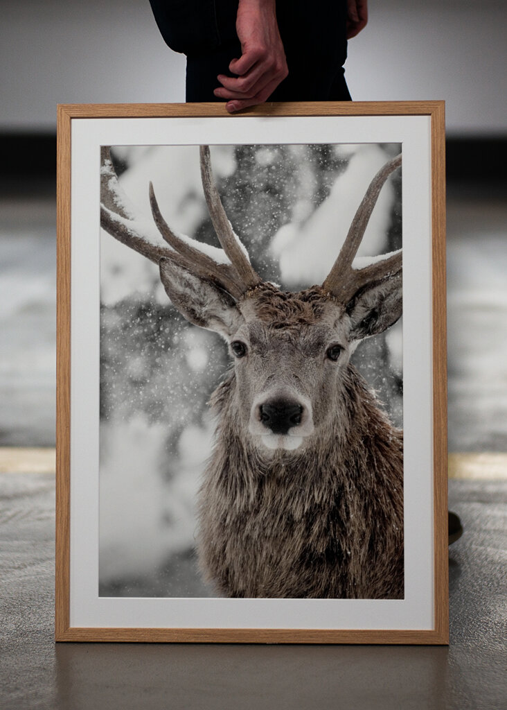 Winter Stag