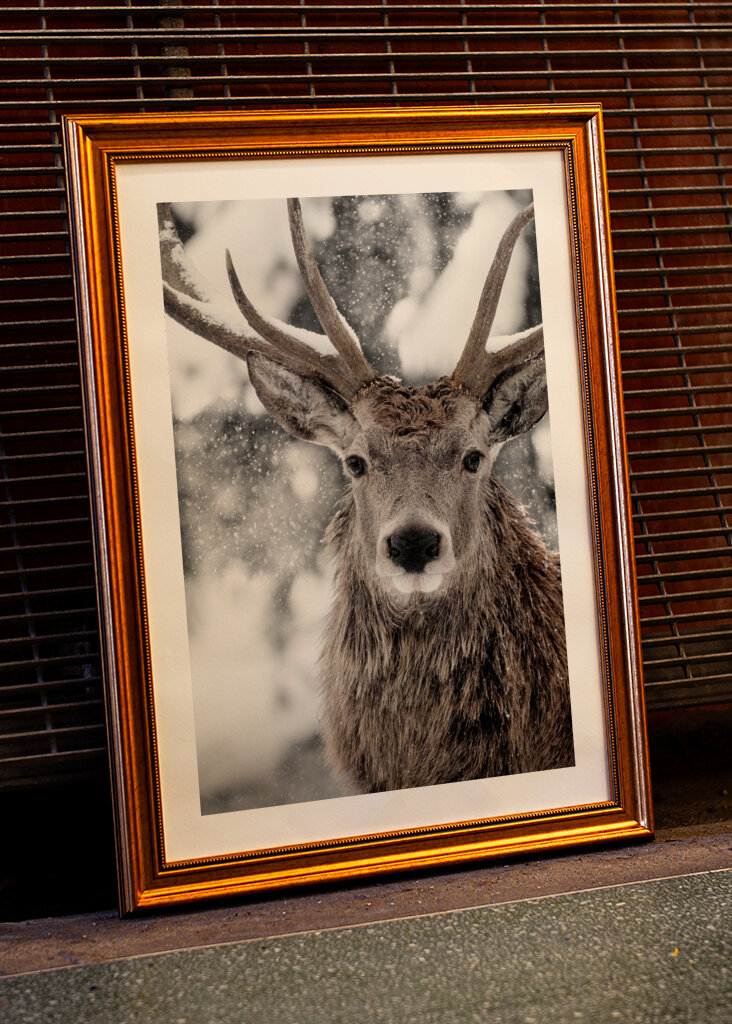 Winter Stag