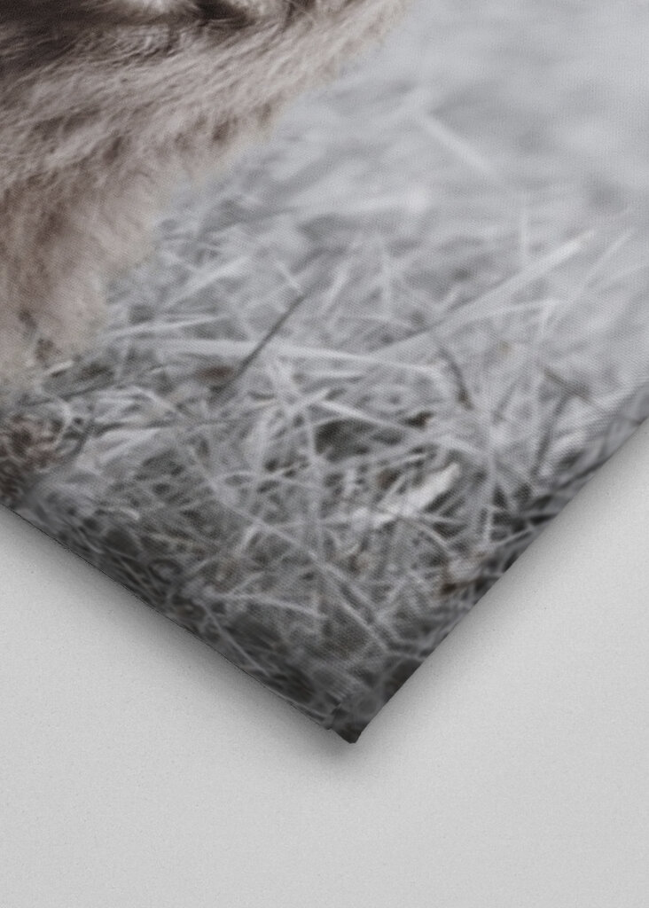 Fuzzy Highland Cattle