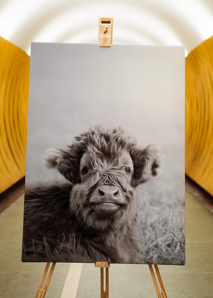 Fuzzy Highland Cattle