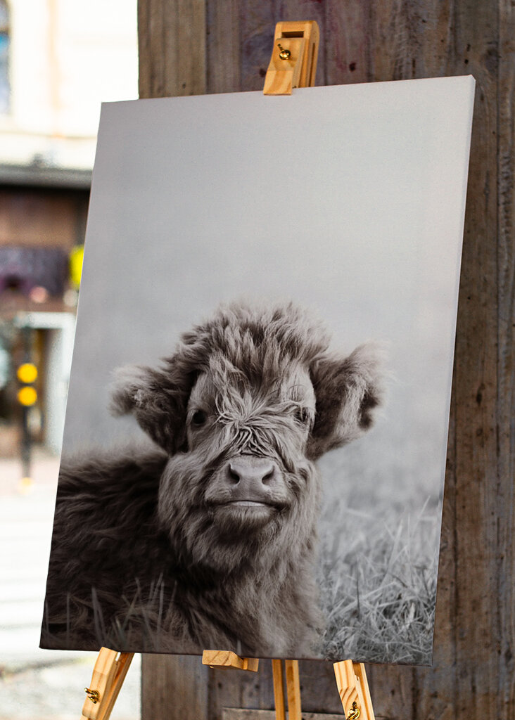 Fuzzy Highland Cattle