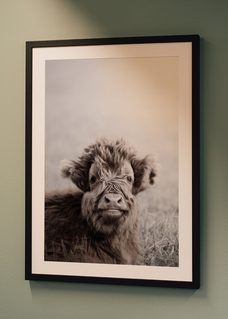 Fuzzy Highland Cattle