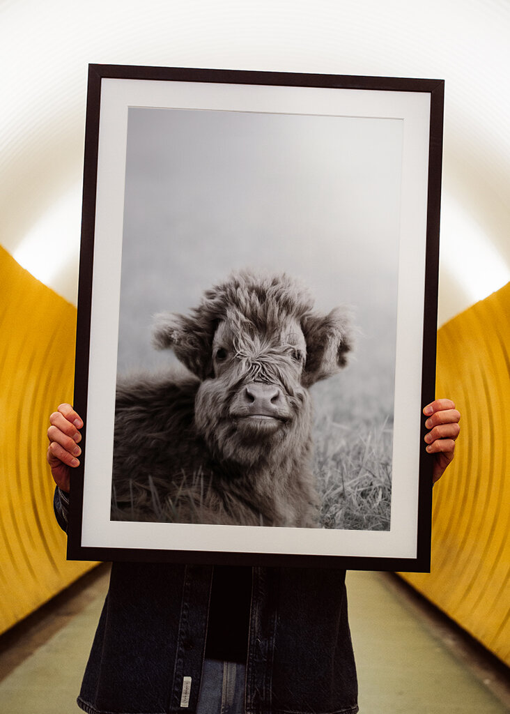 Fuzzy Highland Cattle