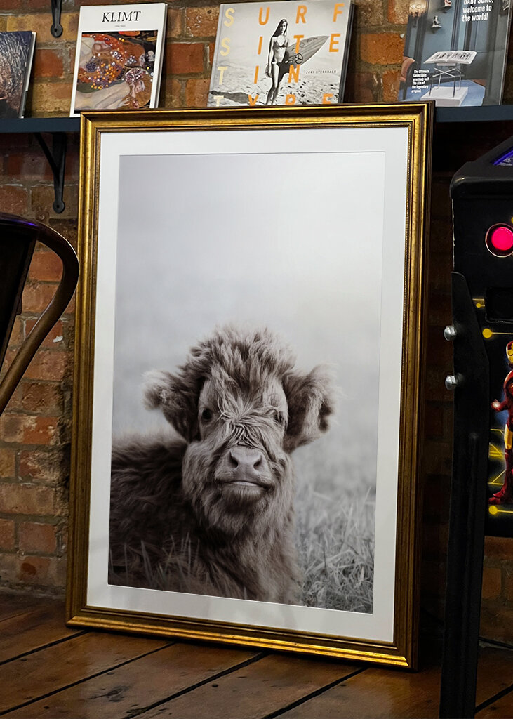 Fuzzy Highland Cattle