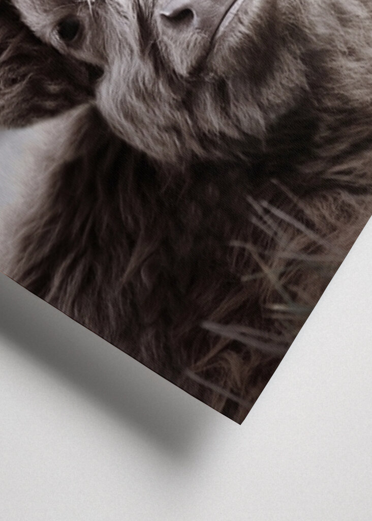 Fuzzy Highland Cattle