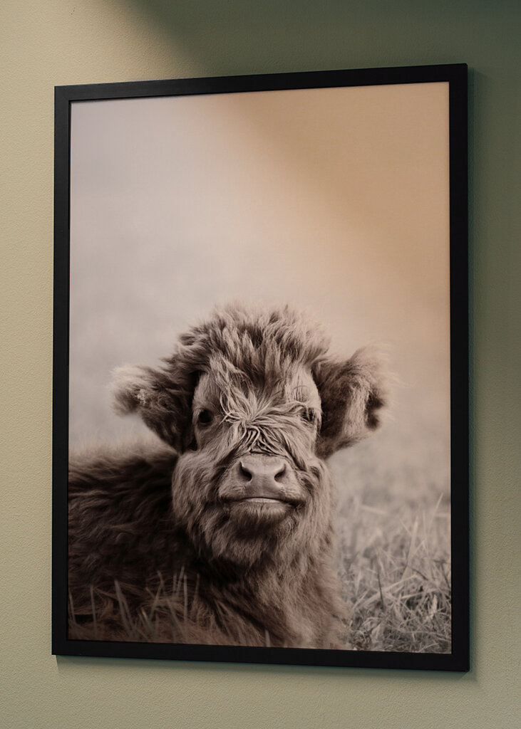 Fuzzy Highland Cattle