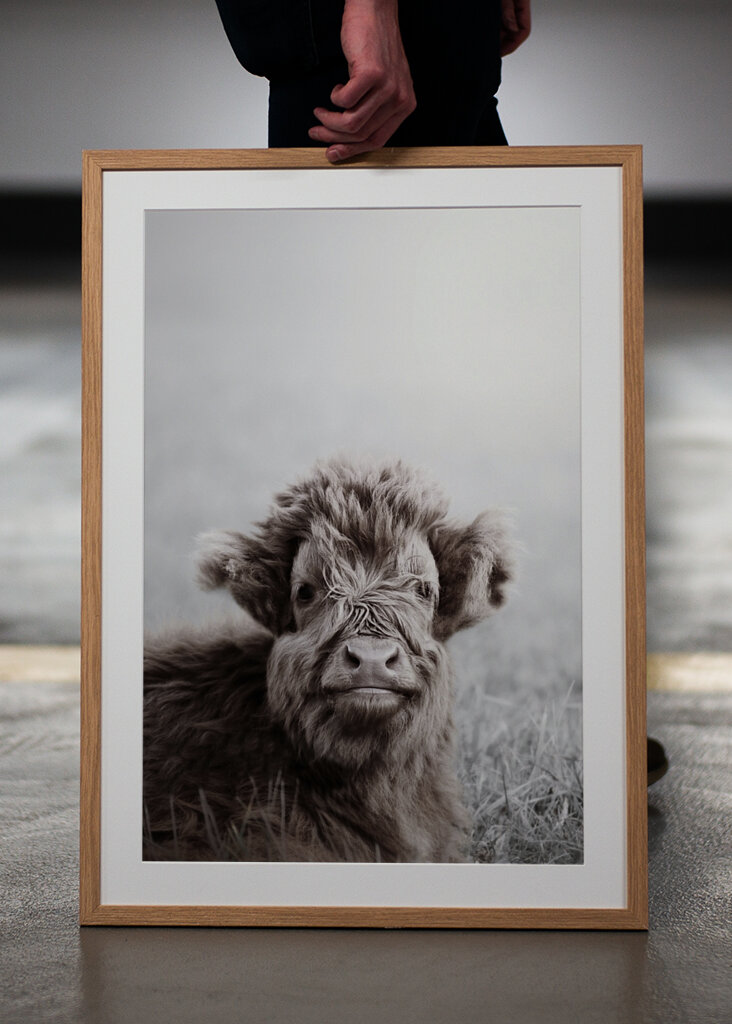 Fuzzy Highland Cattle