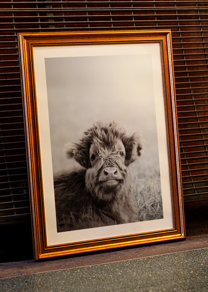 Fuzzy Highland Cattle