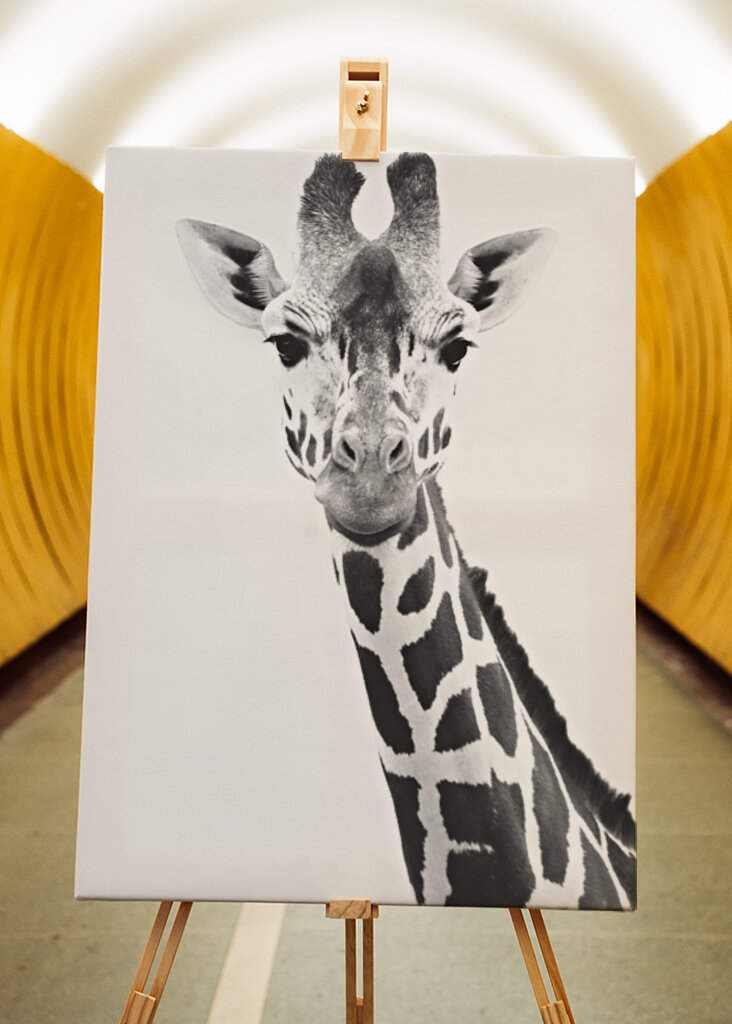 Giraffe Portrait