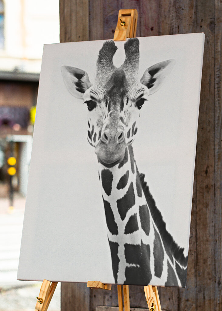 Giraffe Portrait