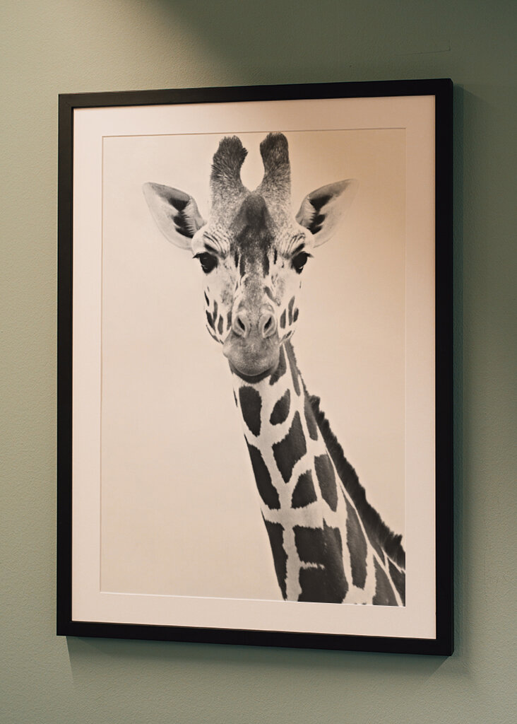 Giraffe Portrait