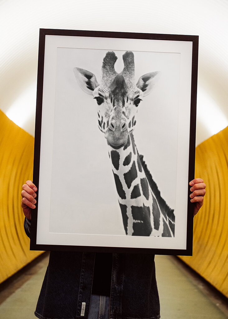 Giraffe Portrait