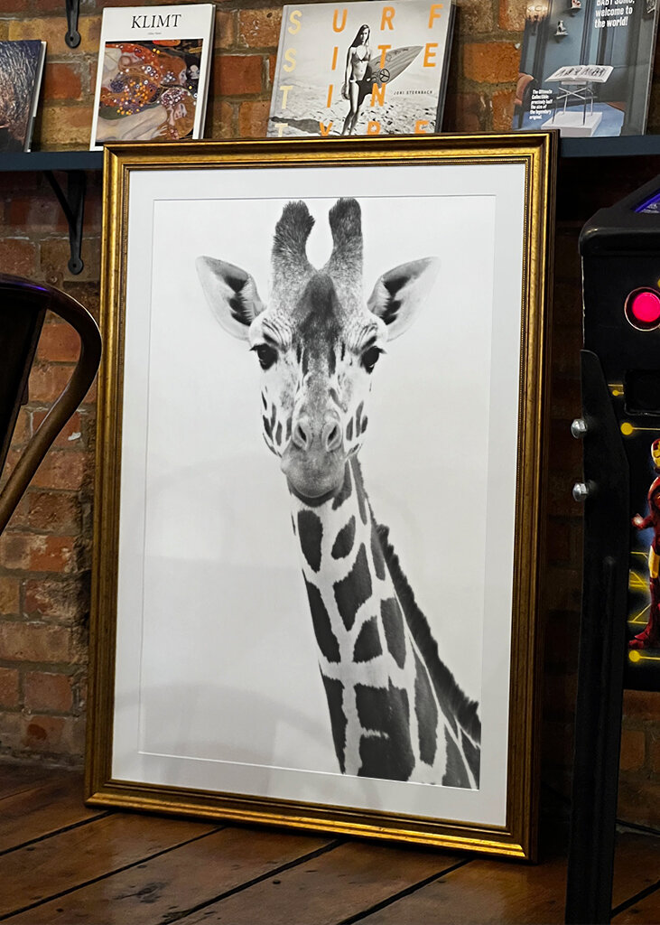 Giraffe Portrait