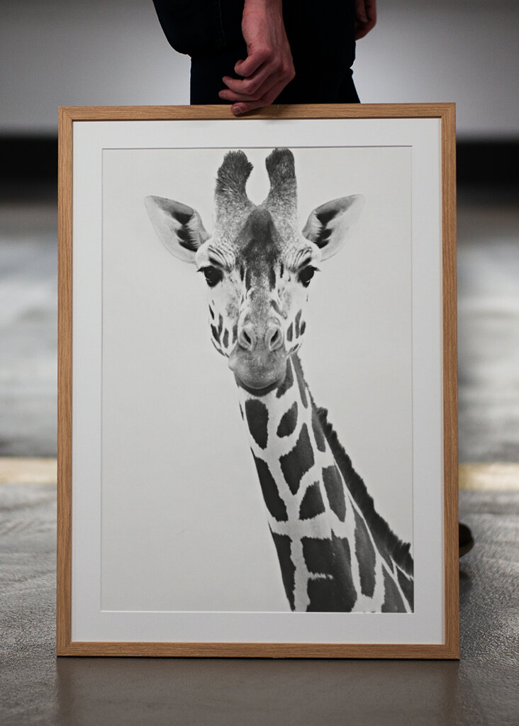 Giraffe Portrait