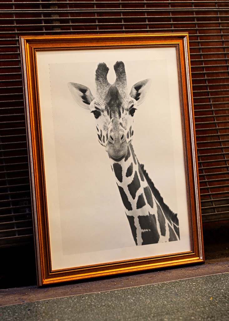 Giraffe Portrait