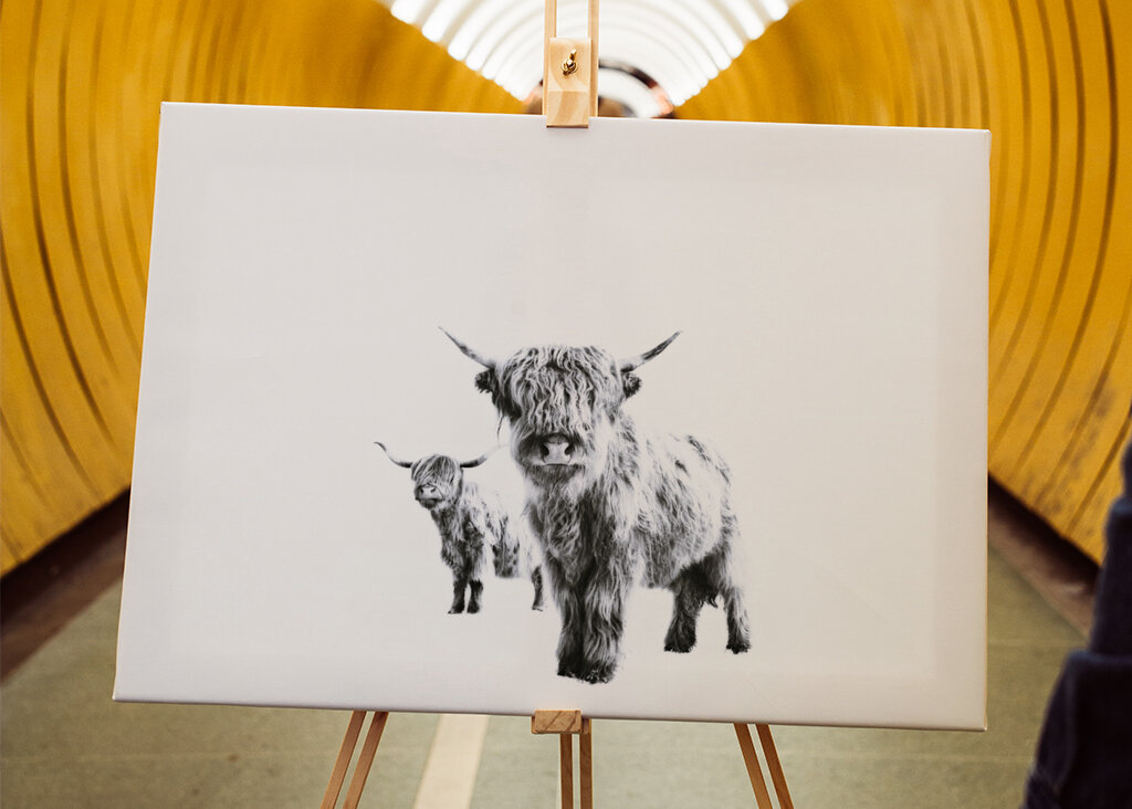 Highland Cows on White