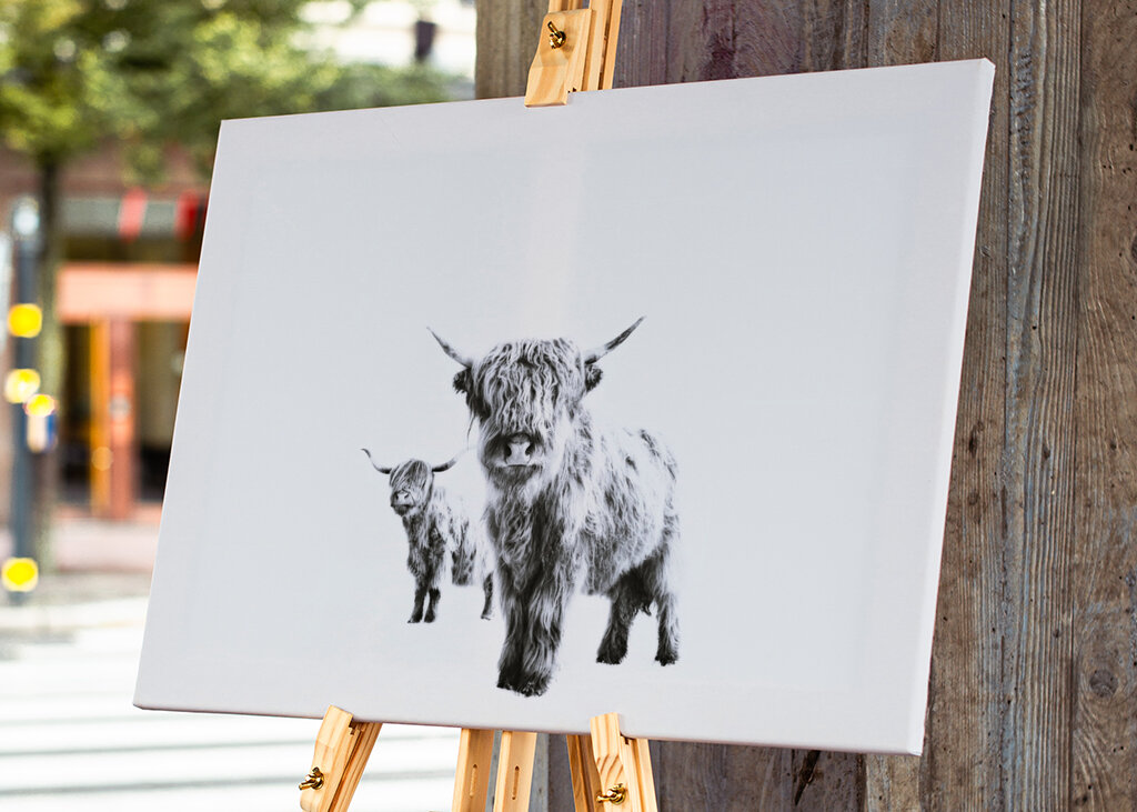 Highland Cows on White