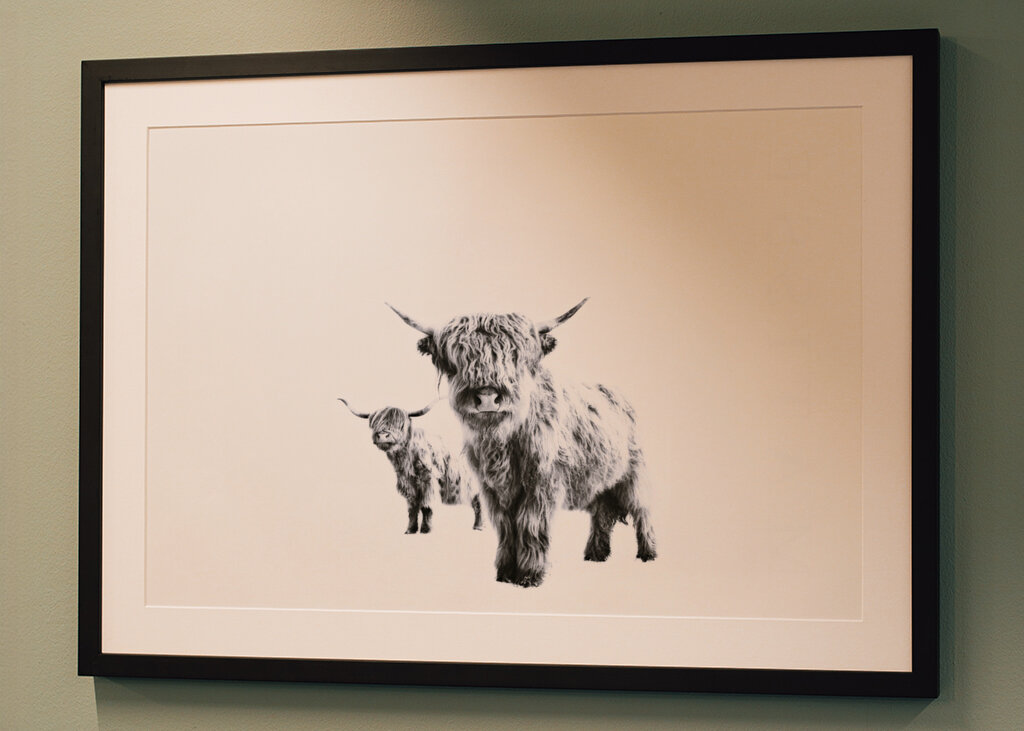 Highland Cows on White