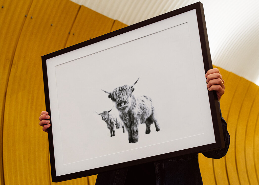 Highland Cows on White