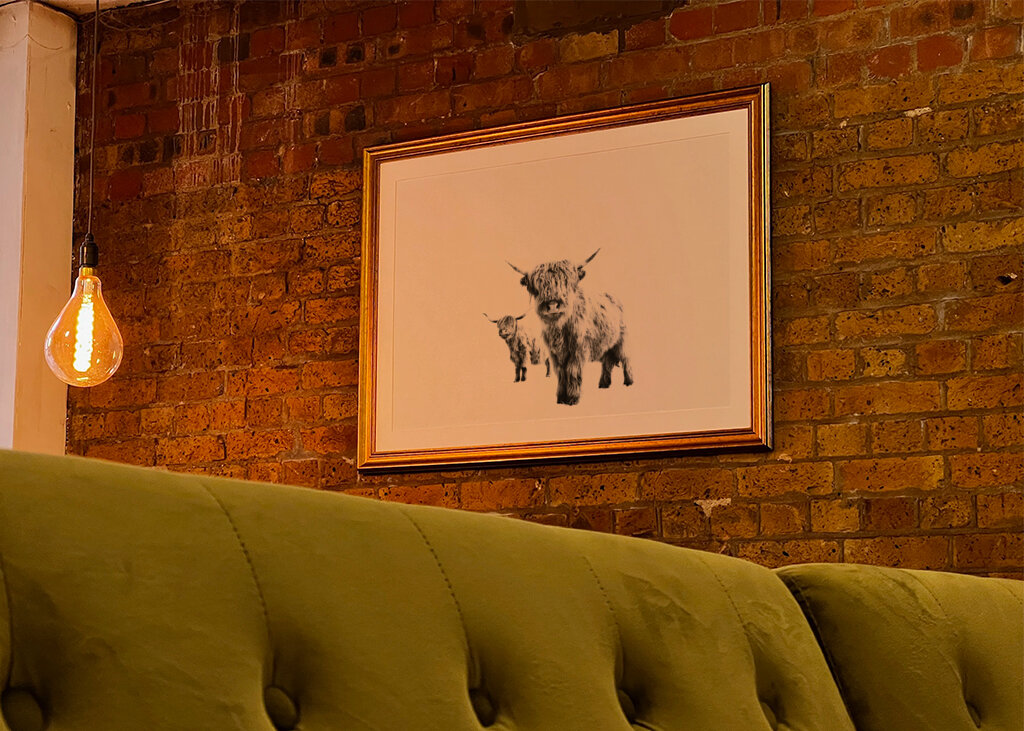 Highland Cows on White