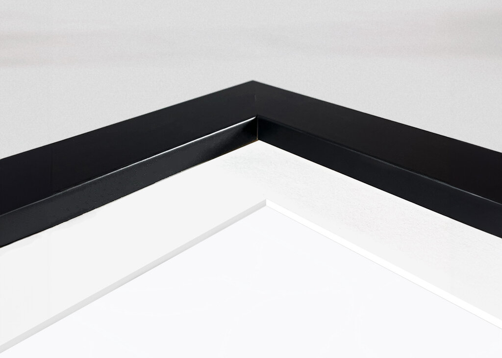 Highland Cows on White