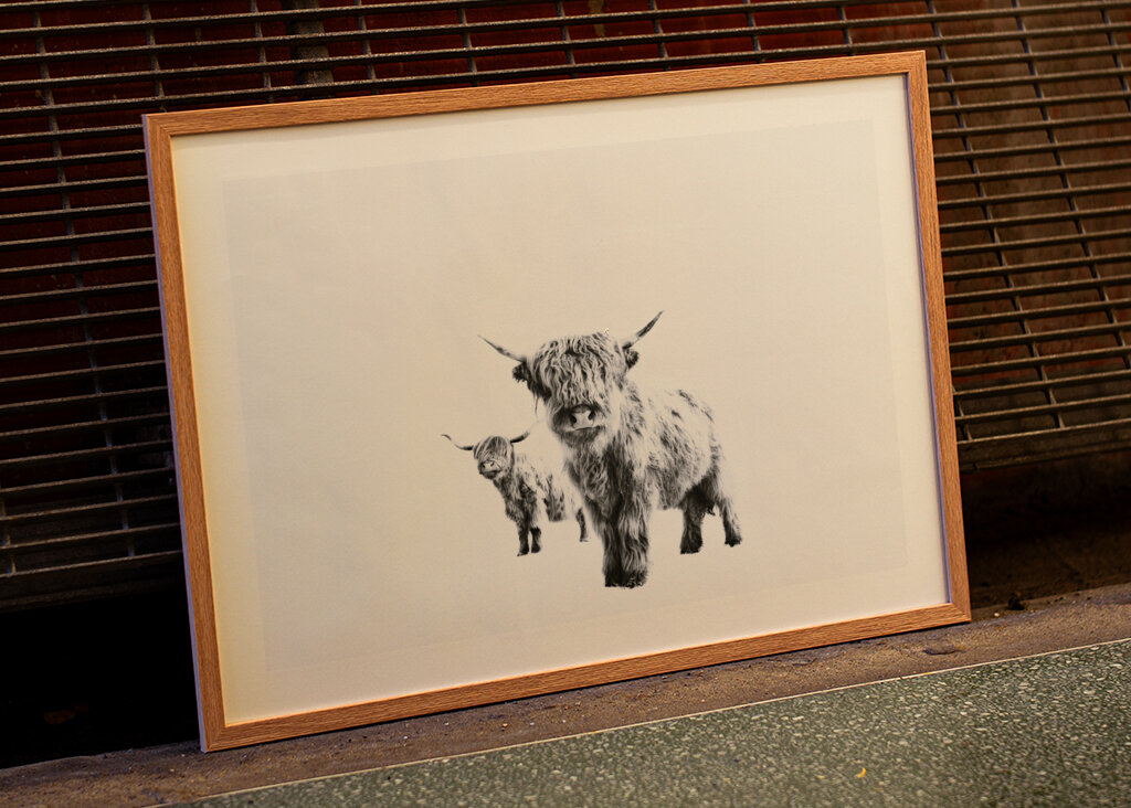 Highland Cows on White