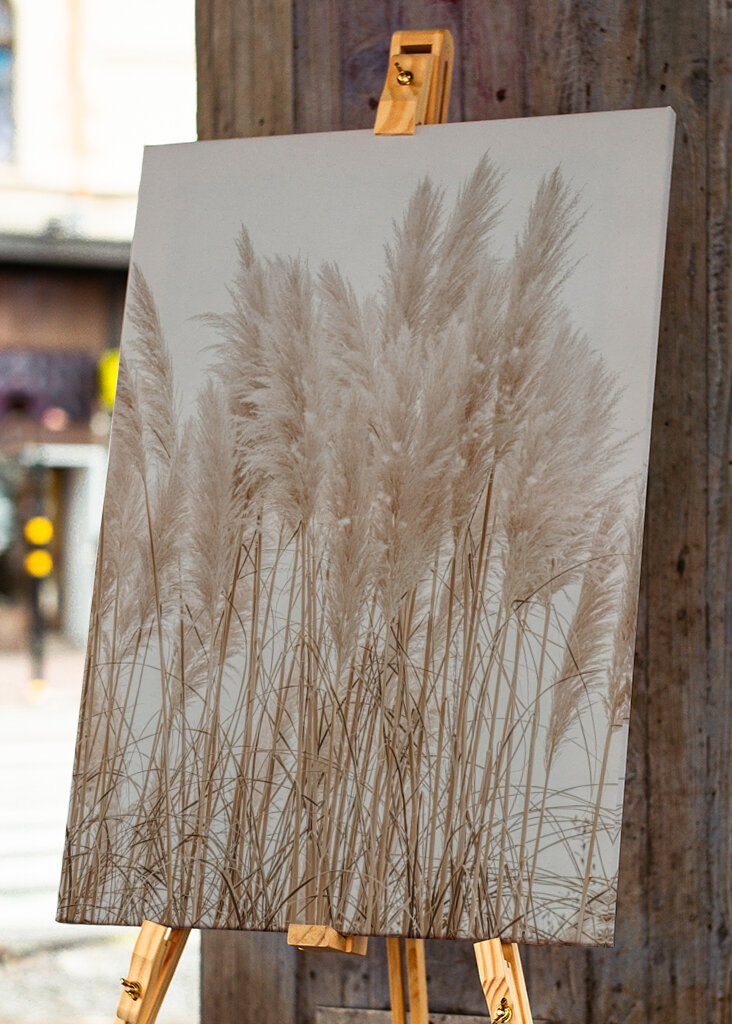 Wild Pampas Reed White