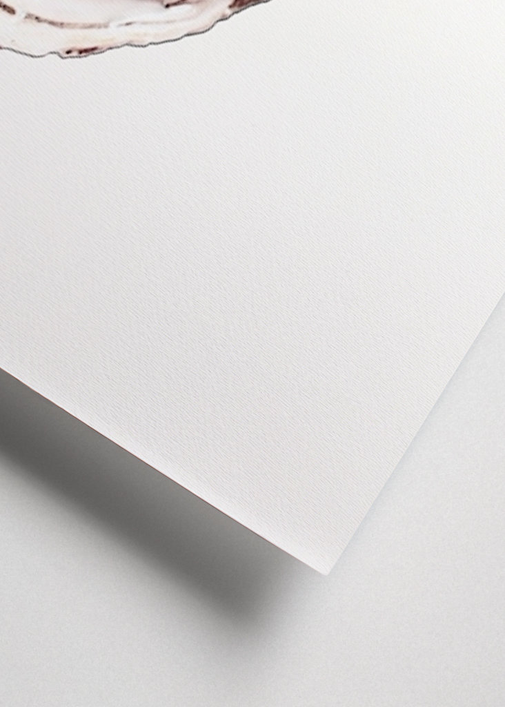 Austernsammlung Teil eins