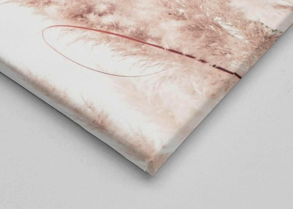 Wild Pampas Reed White