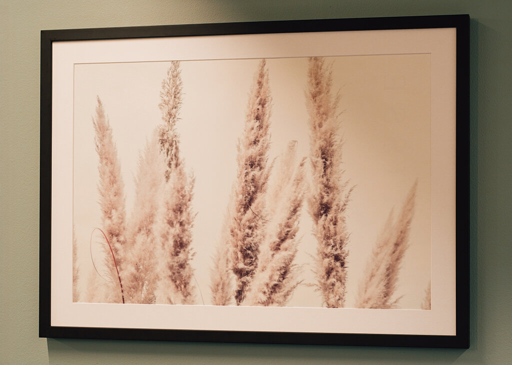 Wild Pampas Reed White