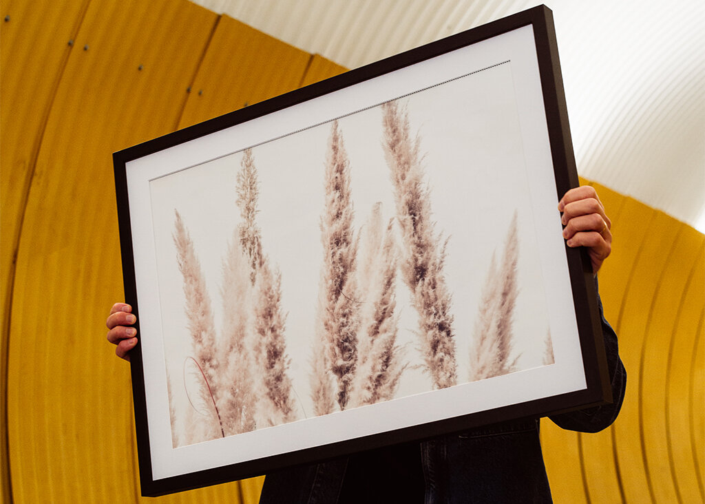 Wild Pampas Reed White
