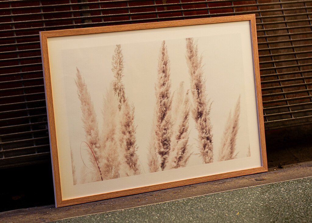 Wild Pampas Reed White