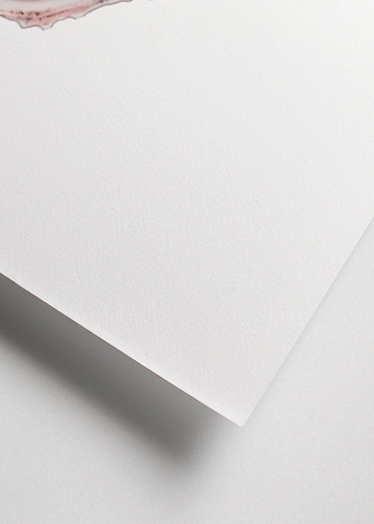 Oestercollectie deel twee