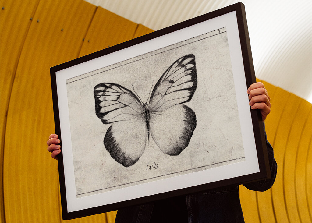 Sketch Of A Butterfly