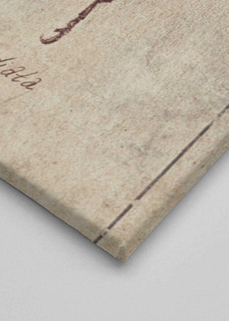 Vintage Insect Sketch