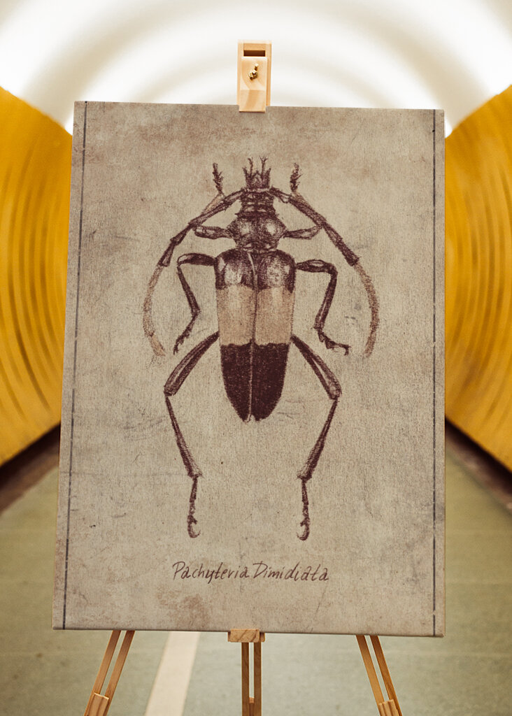 Vintage Insect Sketch